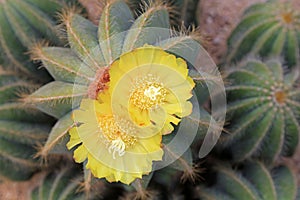 Cactus plants Notocactus magnificus photo