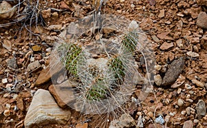 Cactus plants, Opuntia polyacantha in Little Wild Horse Canyon. San Rafael Swell, Utah