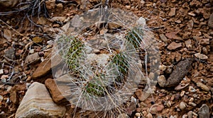 Cactus plants, Opuntia polyacantha in Little Wild Horse Canyon. San Rafael Swell, Utah