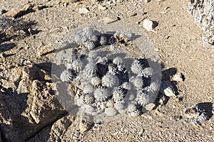 Cactus plants in pan de azucar park