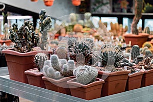 cactus plants in pots, farm, garden