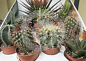 Cactus plants in pots oudoor