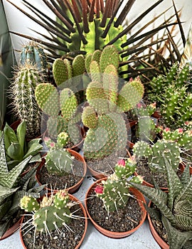 Cactus plants in pots oudoor