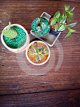 Cactus and plants in the pots on the table.