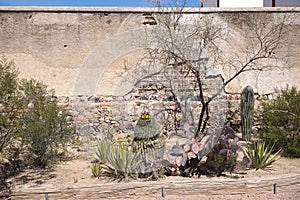 Cactus plants and scrubby desert trees against crumbling adobe wall