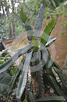 cactus plants in tropical forests