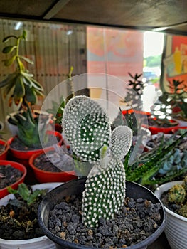 Cactus plants are used as ornamental plants