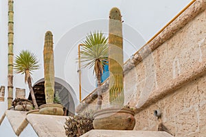 Cactus plants, Yasmine Hammamet, Tunisia photo
