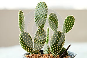 cactus in plastic pot