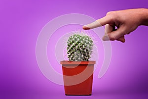 A cactus plural: cacti, cactuses or cactus is a member of the plant family, which constitute 127 genera.