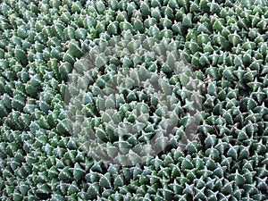 Cactus photo
