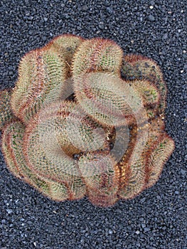 Cactus photo
