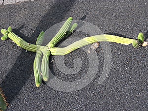 Cactus photo