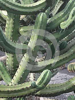 Cactus photo