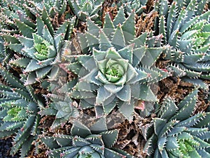 Cactus photo