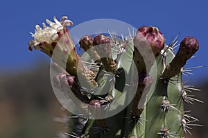 Cactus pollination