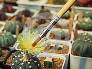 Cactus pollination for propagation