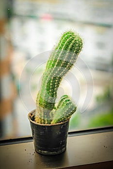 Cactus in a pot