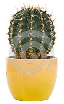 Cactus in pot photo