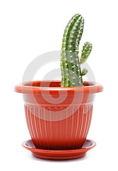 Cactus Pot