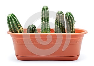 Cactus Pot