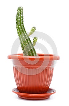 Cactus Pot