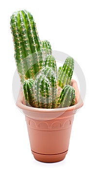 Cactus Pot