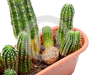 Cactus Pot