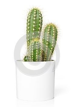 Cactus in pot