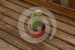 Cactus in a img