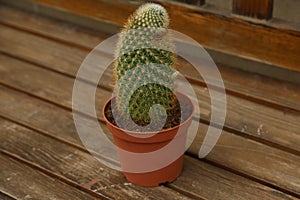 Cactus in a img