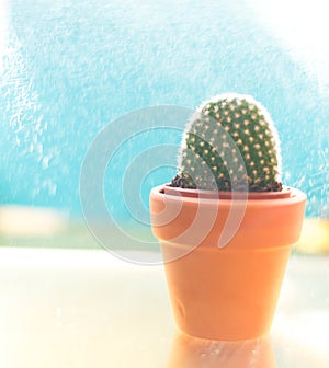 Cactus in a pot on a blue background