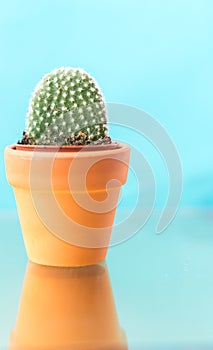 Cactus in a pot on a blue background