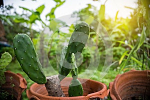 Cactus in a pot, blurry