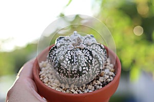 Cactus pot with a bokeh background