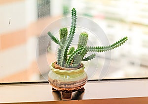 Cactus in a pot