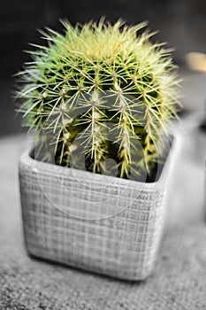 Cactus In Pot Close Up