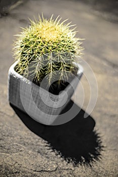 Cactus In Pot Close Up