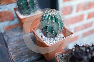 Cactus in pot on the desk