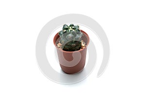 A cactus in a pot with full of oragne stone in white background