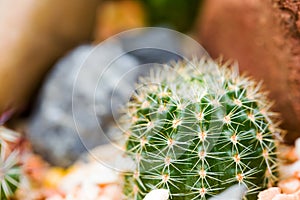 Cactus in pot in the garden