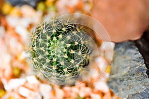 Cactus in pot in the garden