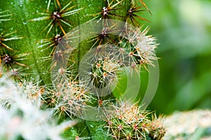 Cactus in pot in the garden