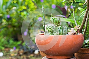 Cactus in pot in the garden