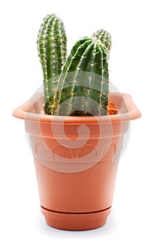 Cactus Pot