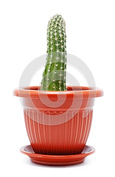 Cactus Pot