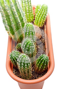 Cactus Pot