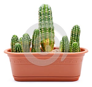 Cactus Pot