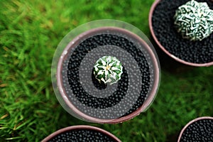 Cactus in pot on green garden ground.