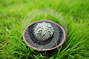 Cactus in pot on green garden ground.